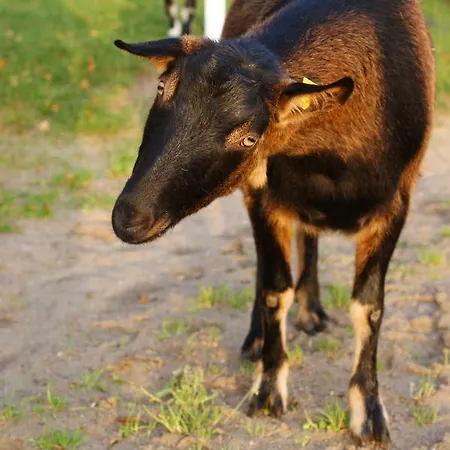 Apartment Schulz Brodersby (Schwansen)