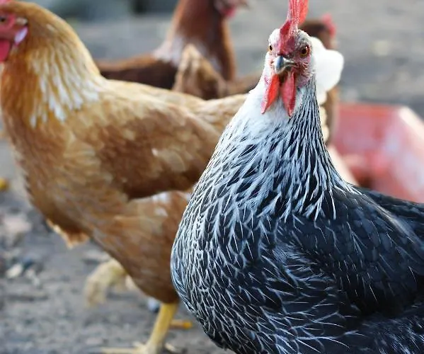 Schulz Brodersby (Schwansen)